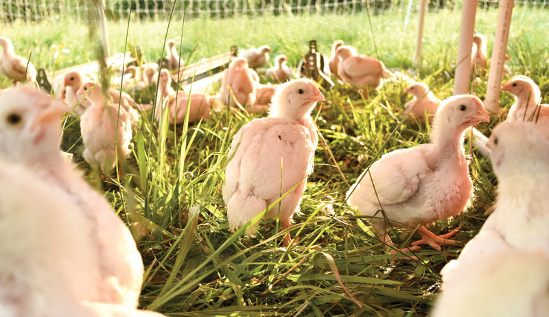 chickens chicken feed non-GMO GMO genetically modified