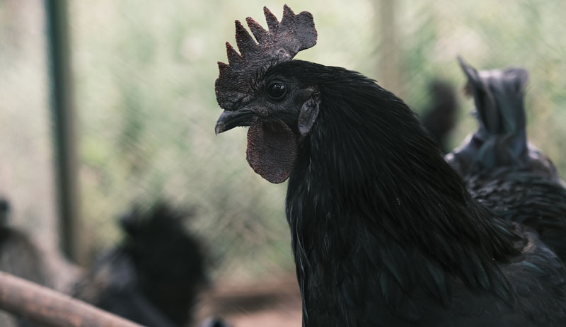 Ayam Cemani