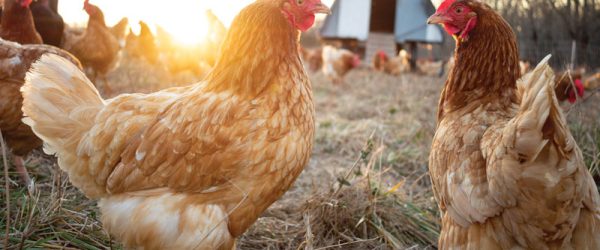 Protect Your Chicken Coop From Common Predators