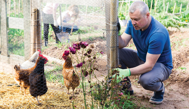 chickens chicken predators
