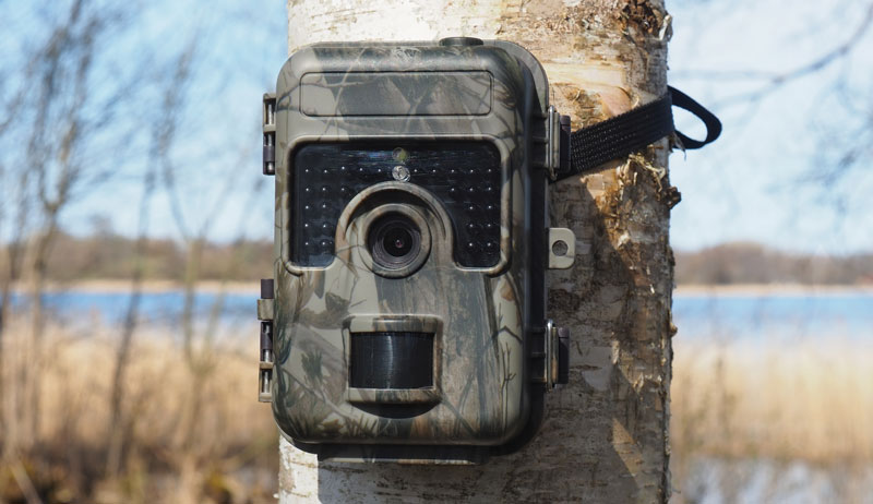 predators chicken coop