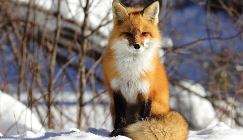 chickens chicken predators