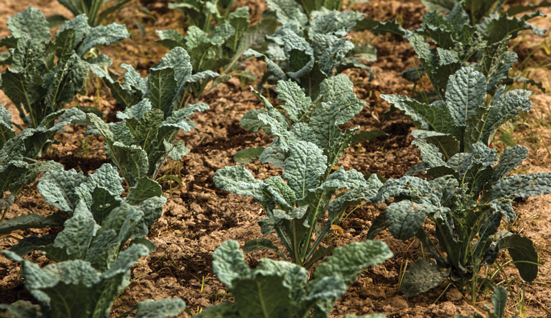 kale crop in the garden - a small farm income idea