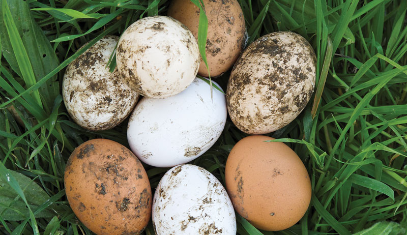 clutch of dirty chicken eggs with caked mud and dirt