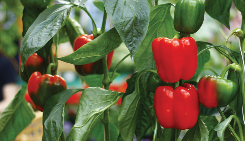 grow peppers growing garden hot