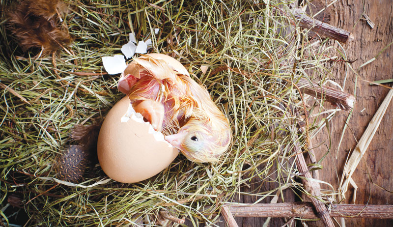 chick chicks navel navels chickens