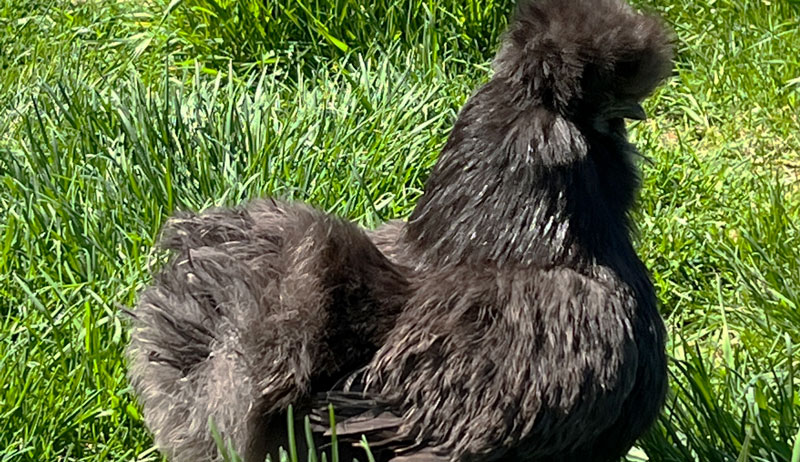 chicken chickens hen hens lifespan lifespans live how long