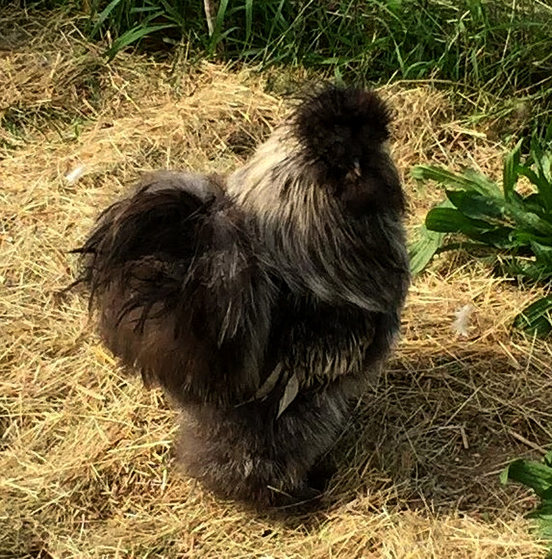 black colored silkie chicken
