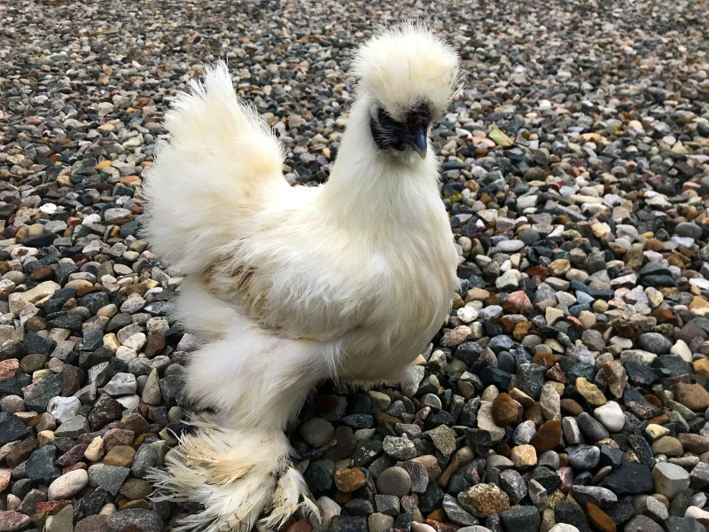 silkie chickens