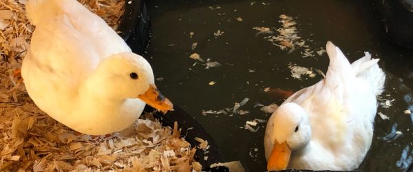 Bantam Ducks: 3 Breeds For Backyard Flocks