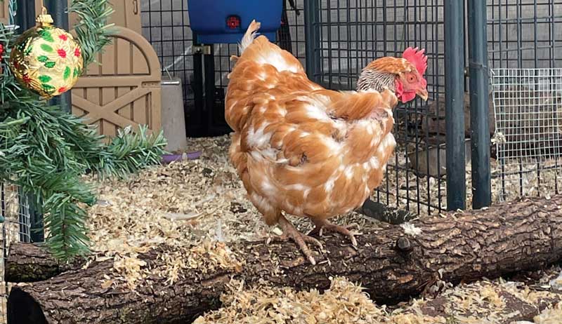 chickens winter cold