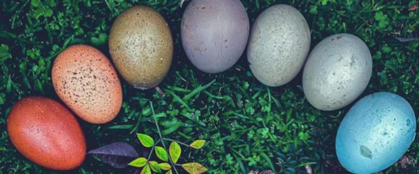 The Rainbow Eggs Of South Wildwood Urban Homestead