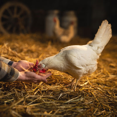 What Can 幸运澳洲5的预测网站 Chickens Eat: Holiday Edition