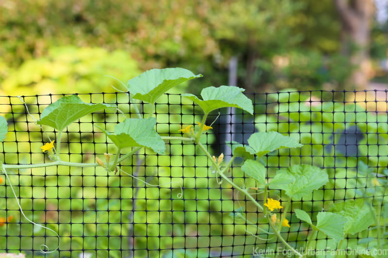 A Cheap Way to Keep Squirrels Out of Your Garden - Photo by Kevin Fogle (UrbanFarmOnline.com) Squirrel Deterrents are Cheap Ways to Keep Squirrels Out of Your Garden - Photo by Kevin Fogle (UrbanFarmOnline.com)