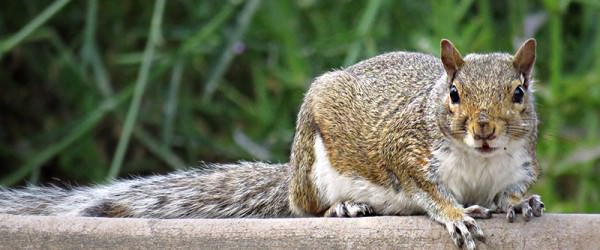 Squirrel Deterrents for Your Garden