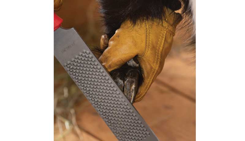 trim goat hooves hoof