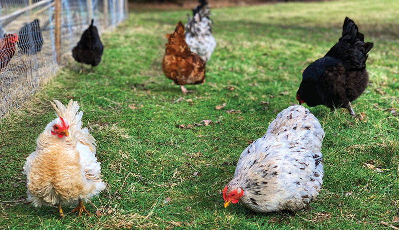 summer hot cool cold chicken treats