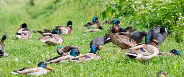 Summertime Duck Treats: 7 Healthy Options