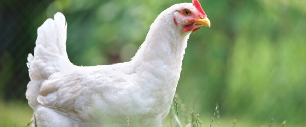 6 Causes of Swollen Abdomen In Chickens