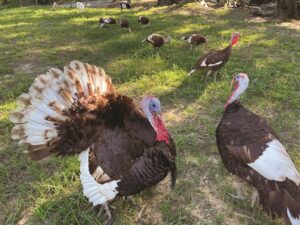 raising-turkeys