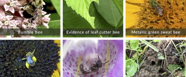 Pollinator Spotlight: Getting to Know The ‘Other’ Bees