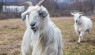 Fiber Goats Explained: Breeds, Fleece, and Farm Tips