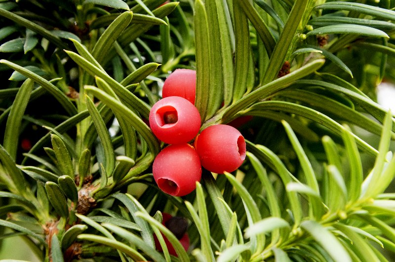 yew toxic taxus