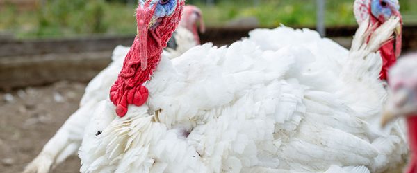 Raising Turkeys with Chickens: A Beginner’s Guide