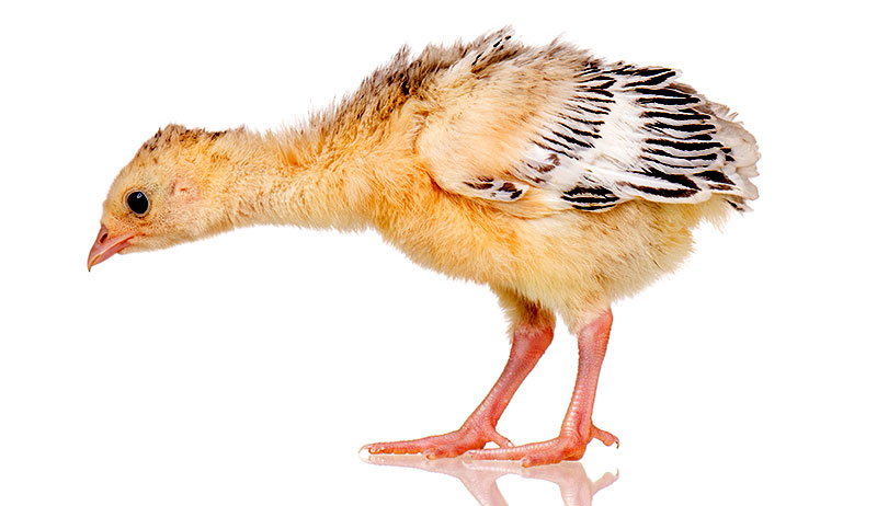 turkey poult isolated on white background