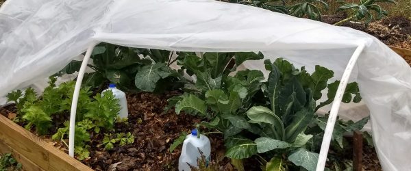 Use a Low Tunnel This Spring for Earlier Harvests