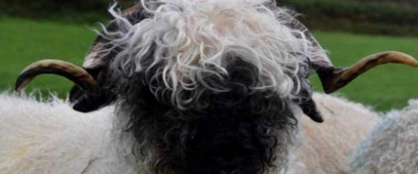 The Brave, Inquisitive Flock At Valais Blacknose Sheep