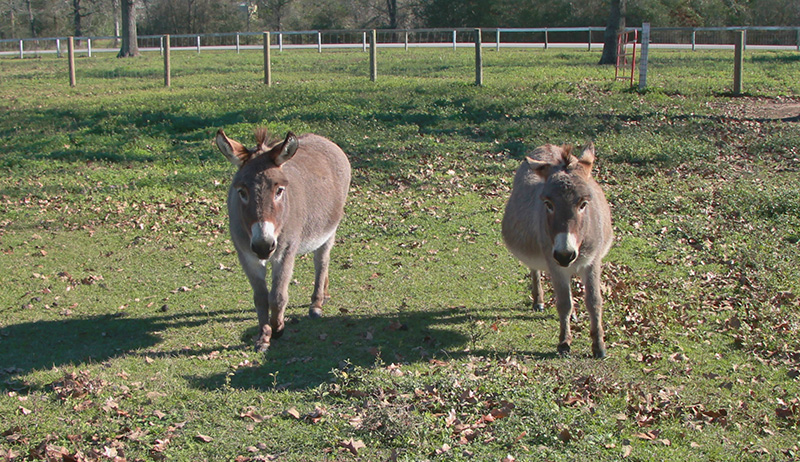 Sicilian Donkey pair shows how you should have more than one donkey as they are companion animals
