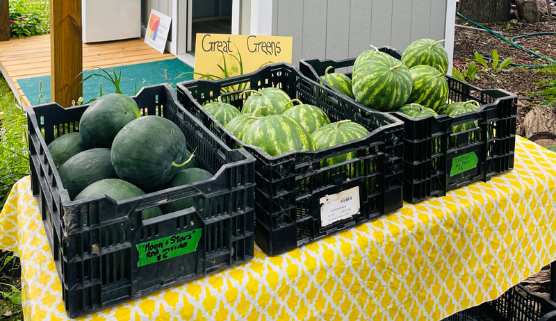 watermelon watermelons market