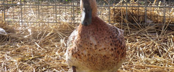 Aspergillosis In Ducks: How to Prevent & Treat
