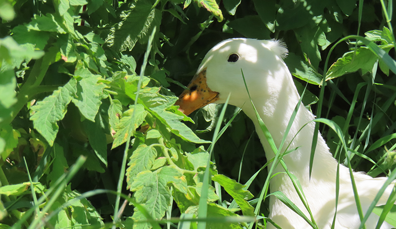 A duck in between green plants