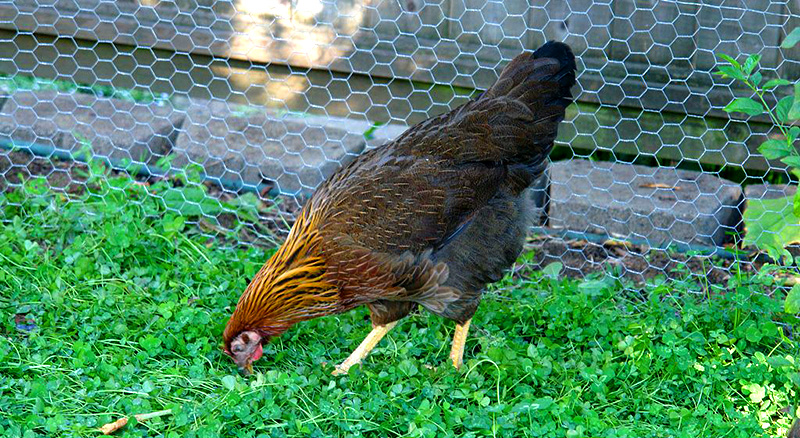 welsummer chicken colored eggs