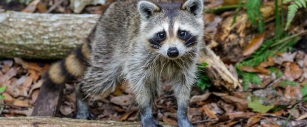 What Are Chicken Predators? Seasonal Threats to Your Flock