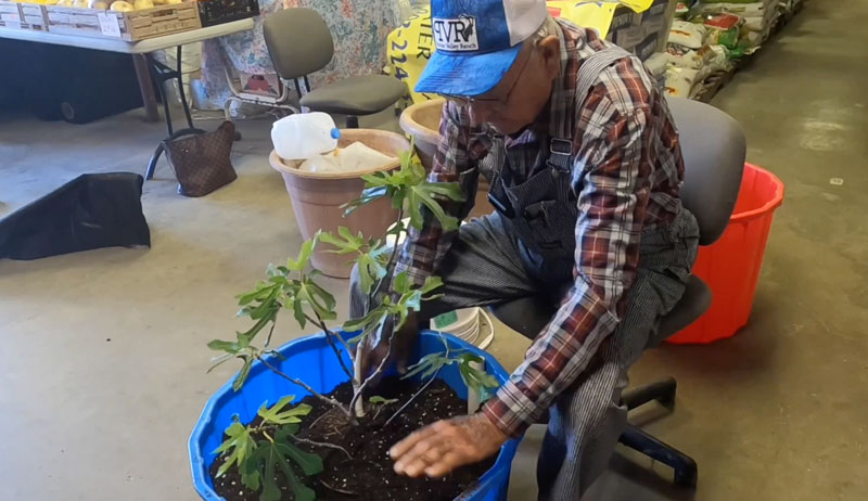 wikcing tub container growing gardening