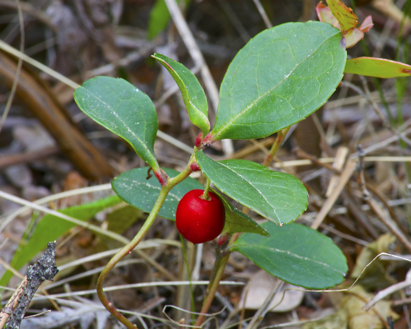 wintergreen