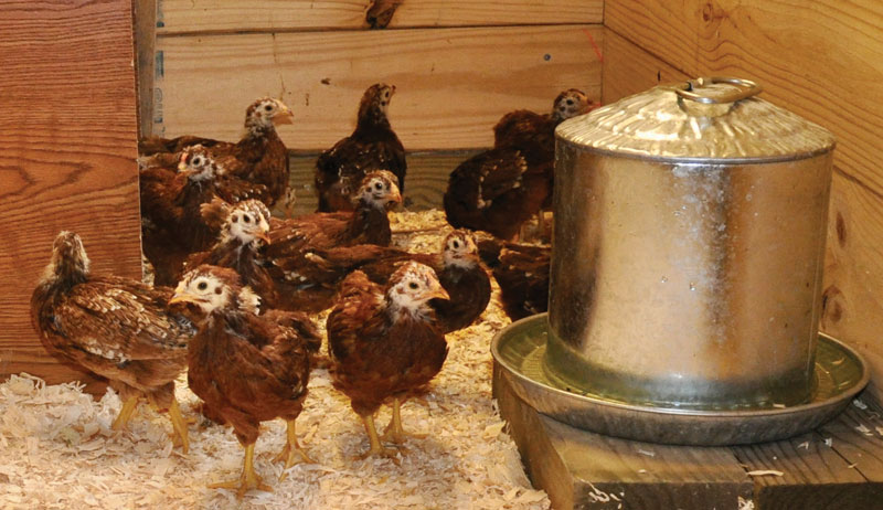 chickens chicken feeder feeders waterer waterers poultry