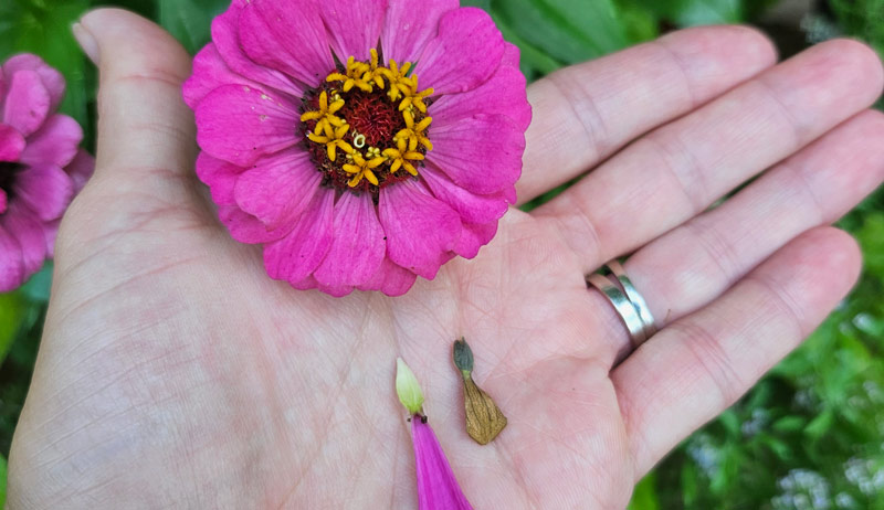 save flower seeds zinnia