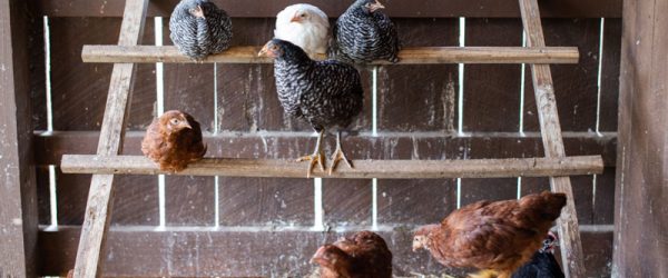 Chicken Perch: 3 Reasons To Use A Laddered Perch
