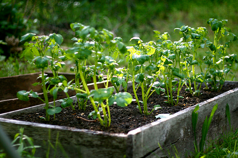 harvest potatoes