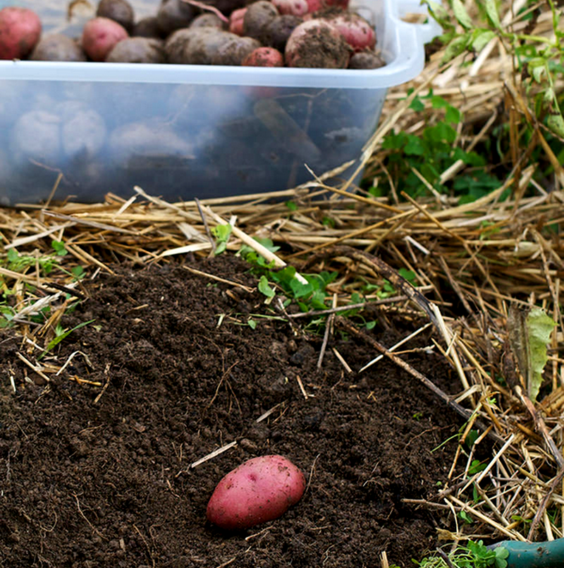 harvest potatoes