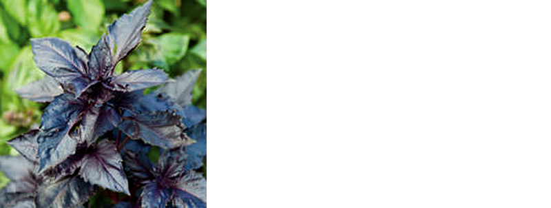 purple ruffles basil