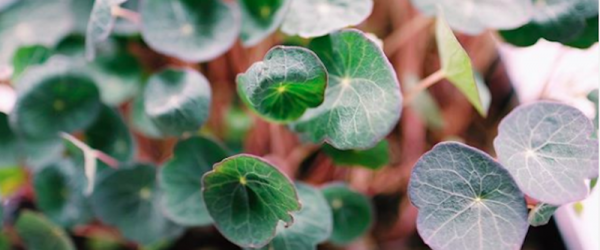 Boston Microgreens Gets Creative With Tiny Greens