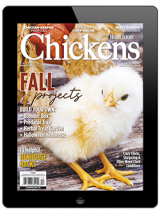 Chickens-Nov/Dec 2020 Digital