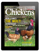 chickens- sept/oct 2023
