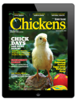 chickens- mar/apr 2025