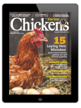chickens- jan/feb 2024